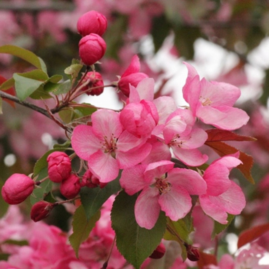 Magnolia – Magnolia 'Mighty Mouse' - C20 6/8 150 CM Stem